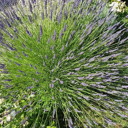 - Le Clos Aux Masques 3*