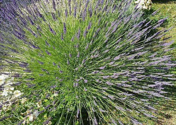 - Le Clos Aux Masques 3*